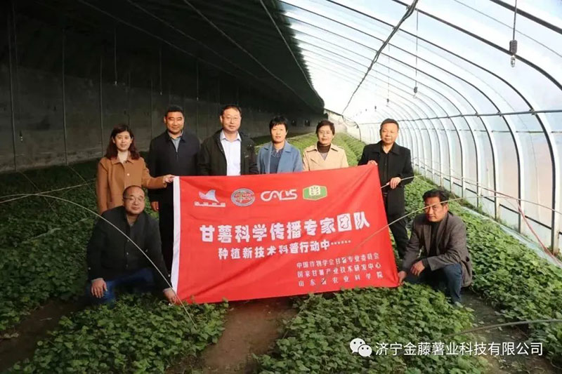 3月15日山東省農(nóng)業(yè)科學(xué)院副院長張立明院長，濟寧市農(nóng)科院國家甘薯體系專家黃成星主任到金藤公司指導(dǎo)生產(chǎn)